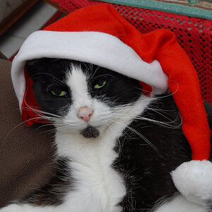 frohe weihnachten  2010