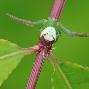 Krabbenspinne in perfekter Lauerposition