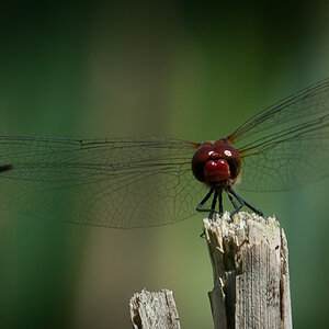 Libelle