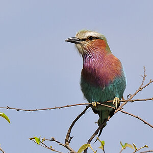 vogel1