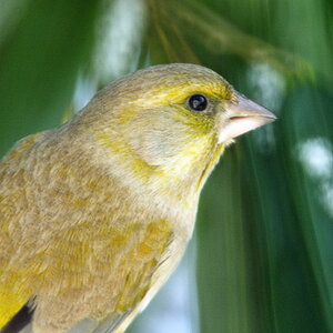 Rubinar 5,6/500mm+TC 16A = 9,1/800mm