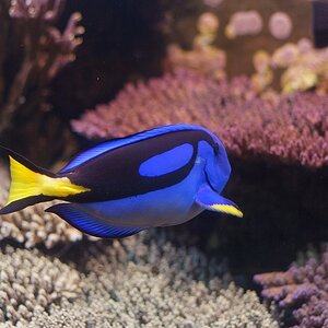 Fisch