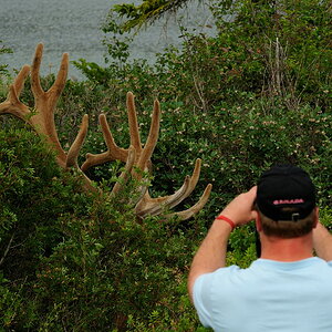 DSC8660 NF-F
Wapitifotograf an der Highway 16
Jasper