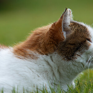 Katze (Seitenansicht)