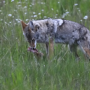 DSC8464 NF-F
Kojote in der Nähe des Lake Minnewanka
Banff