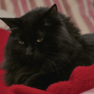 Balu (nicht fürs Forum optimiert)