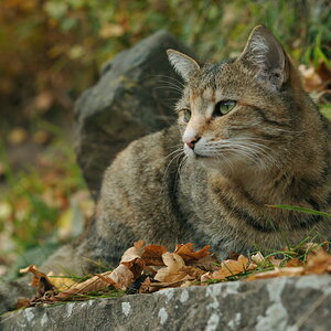 Kloster Maulbronn, 12.10.2008. Nikon D700, Nikkor 2/85 mm AI. ISO 200, Blende 5.6, 1/160 sec. Das häufig geschmähte kleine Portraitobjektiv zeigt in d