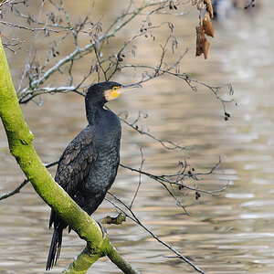 Komoran 3
Tiergarten Nürnberg