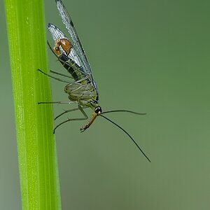 scfliege8300 hf