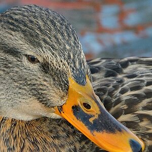 Stockente