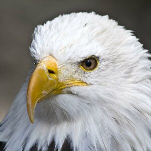 5201 Adler (46)