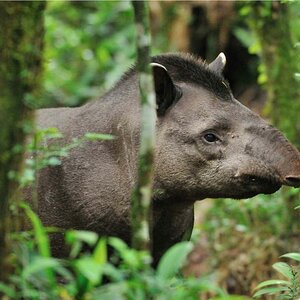 Tapir DSC 2268 II