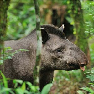 Tapir DSC 2269 II