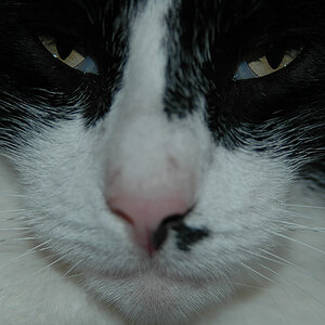DSC 1329 
Stinki, Besucherkater von gegenüber