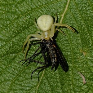 5 Veränderliche Krabbenspinne