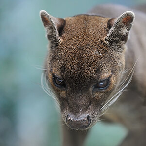 Fossa 02
Zoo Frankfurt