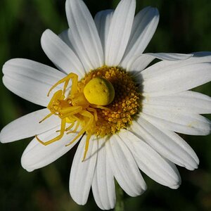 6 Krabbenspinnen Kannibalismus zweier Weibchen