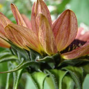 meine selbstgezogene Sonnenblume