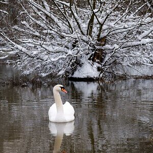 Schwan 25 12 2010 1