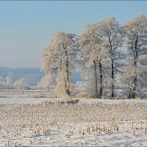acomp Hasenmoor 0995
