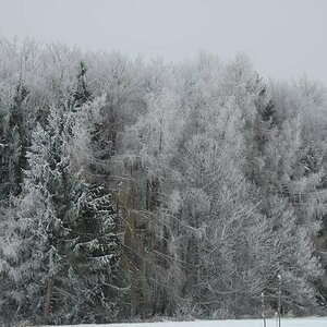 Wald im Schnee