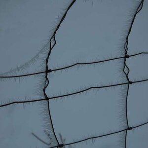 Der Frost