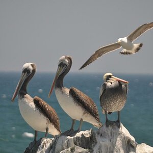 Pelikane und Möwe