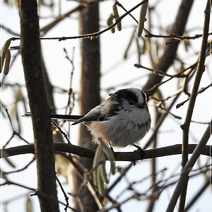 bird7