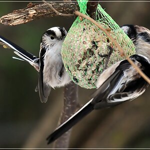 bird8