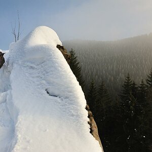 Dog on montain