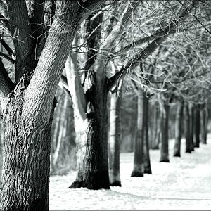 Baumallee 02.01.2011