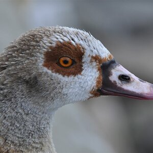 Nilgans