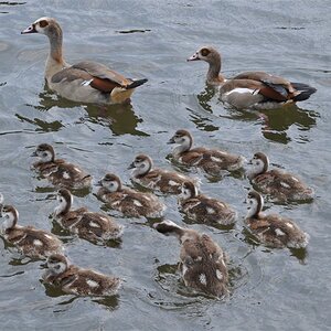 Nilgänse mit Kücken am Main