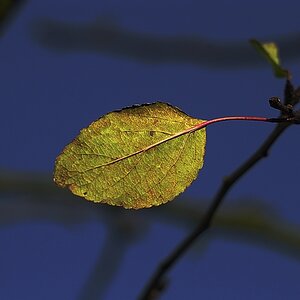Blatt