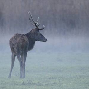 Hirsch0867