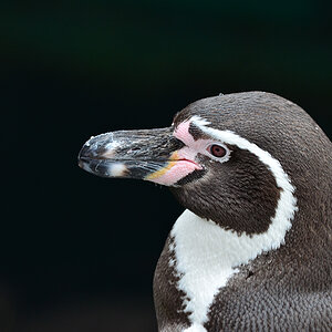 pinguin2