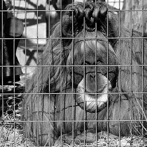 orang utan3