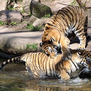 tiger