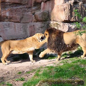 löwen