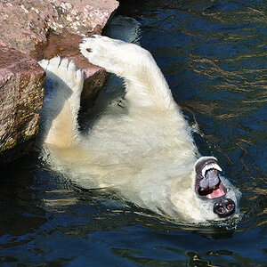 eisbär