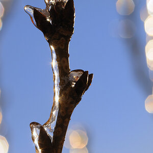 Winter Frost 011