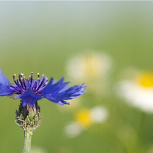 Kornblume und Kamille