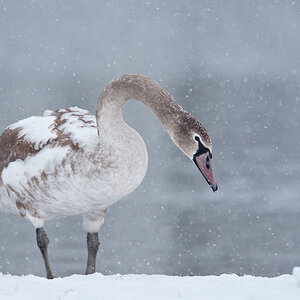 Schwan im Schnee ABI 1443 03. Januar 2010 001