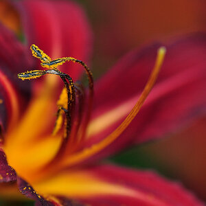 hemerocallis feuer 01