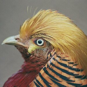 Goldfasan
Aufnahme "frei Hand"