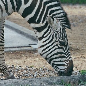 Zebra in Privatzoo
Aufnahme "frei Hand"