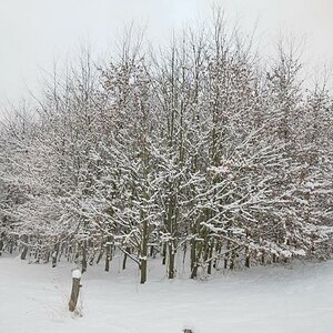DSC 0639 Neuschnee 4 a