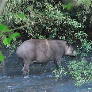 Tapir DSC 2064