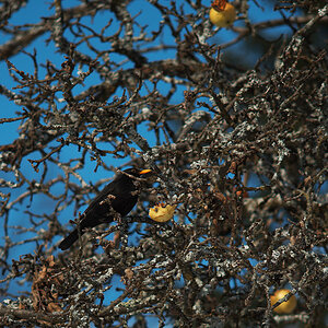 Amsel
