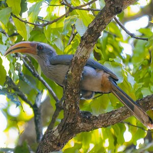 Malabar Gray Hornbill Wildlife
Bicholim Goa India 22.12.2010